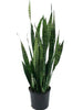 Sansevieria/Snake Plant-Green - Indoor/Outdoor Plants