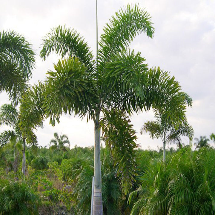 hostel palm plant Fox Tail Palm