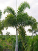 Fox Tail Palm - Palms