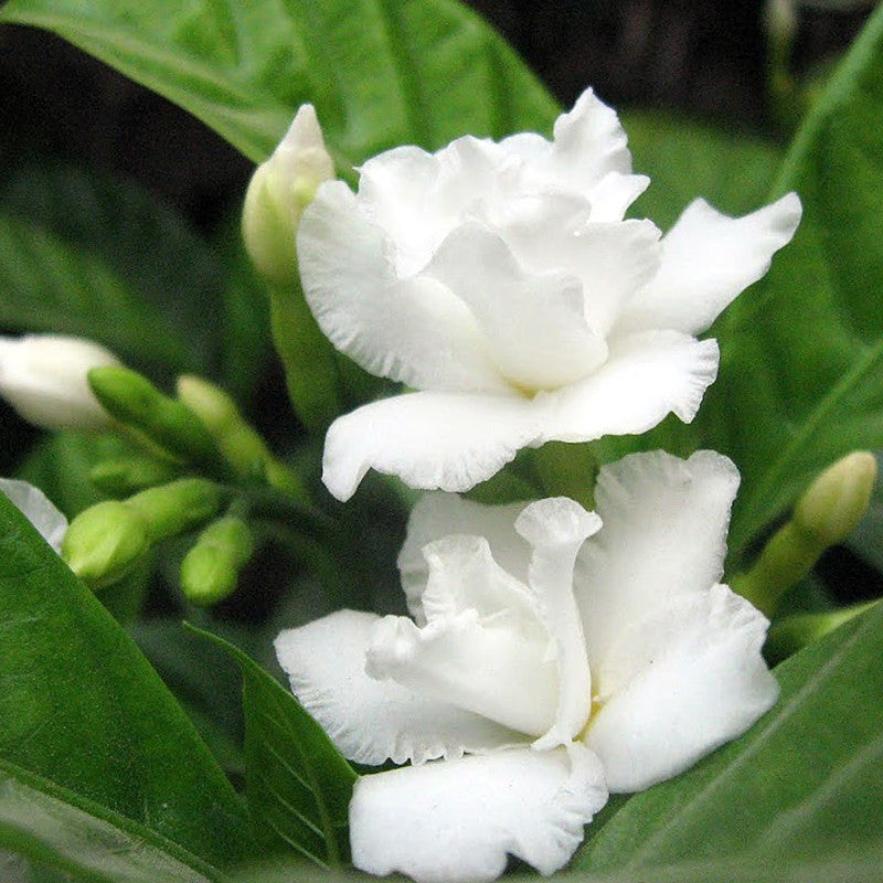 Buy Tagar Flower Online | Tagar Double Frills | Flowering Shrubs ...