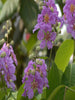 Lagerstroemia Purple / Crape Myrtle Purple - Avenue Trees