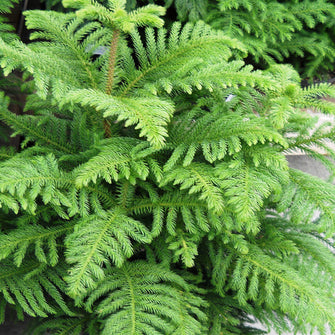 Christmas tree /Araucaria  - Avenue Trees - Exotic Flora