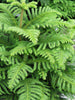 Christmas tree /Araucaria  - Avenue Trees - Exotic Flora