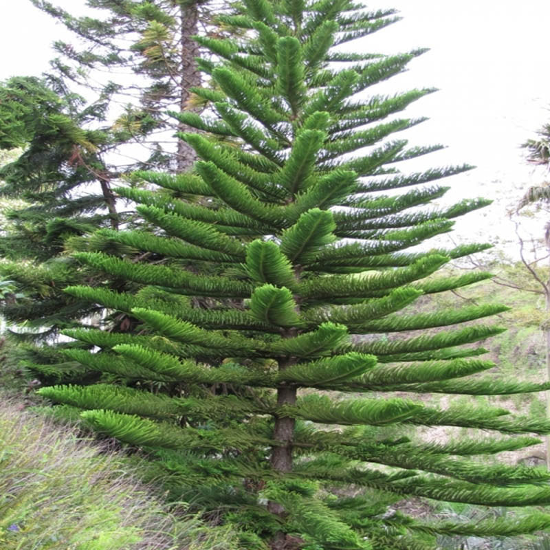 christmas tree plant indoor or outdoor Christmas tree /Araucaria Big Size Plants– Exotic Flora