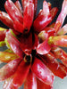 Neoregelia Fire Ball - Indoor Plants