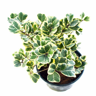 Ficus Triangularis variegata -Ornamental Shrubs - Exotic Flora
