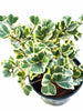 Ficus Triangularis variegata -Ornamental Shrubs - Exotic Flora