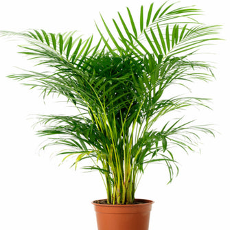 Arcea Palm - Indoor Air-Purifying - Exotic Flora