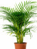 Arcea Palm - Indoor Air-Purifying - Exotic Flora