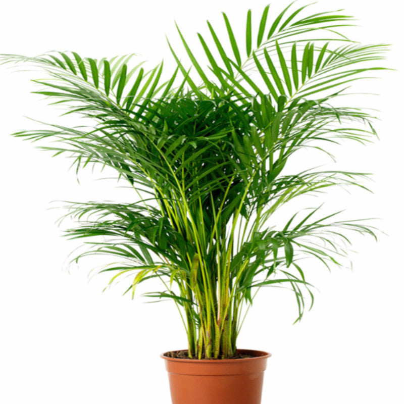 areca palm air purifying india Areca Palm