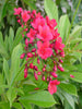 Jatropha red - Flowering Shrubs