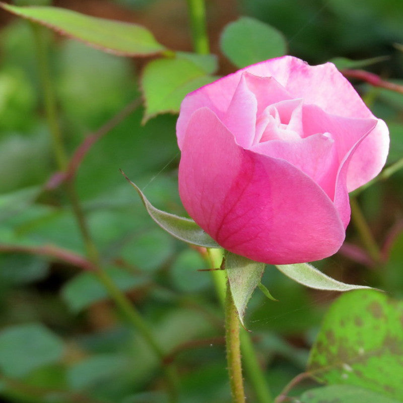 Floribunda Rose - Flowering Shrubs – Exotic Flora