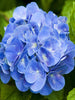 Hydrangea Marcophylla(Blue) - Flowering Shrubs