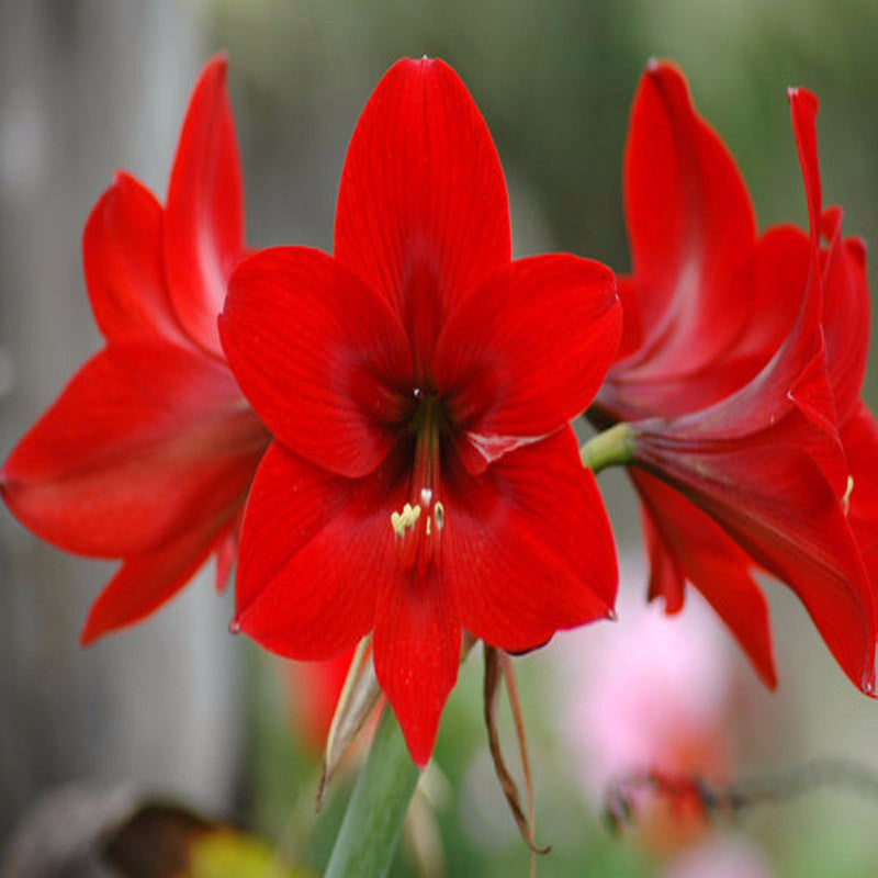 lily flower red colour Amaryllis Lily Red