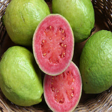 Guava Thai Red Flesh - Fruit Plants & Tree