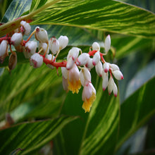 Alpinia Zurumbet - Ornamental Shrubs - Exotic Flora