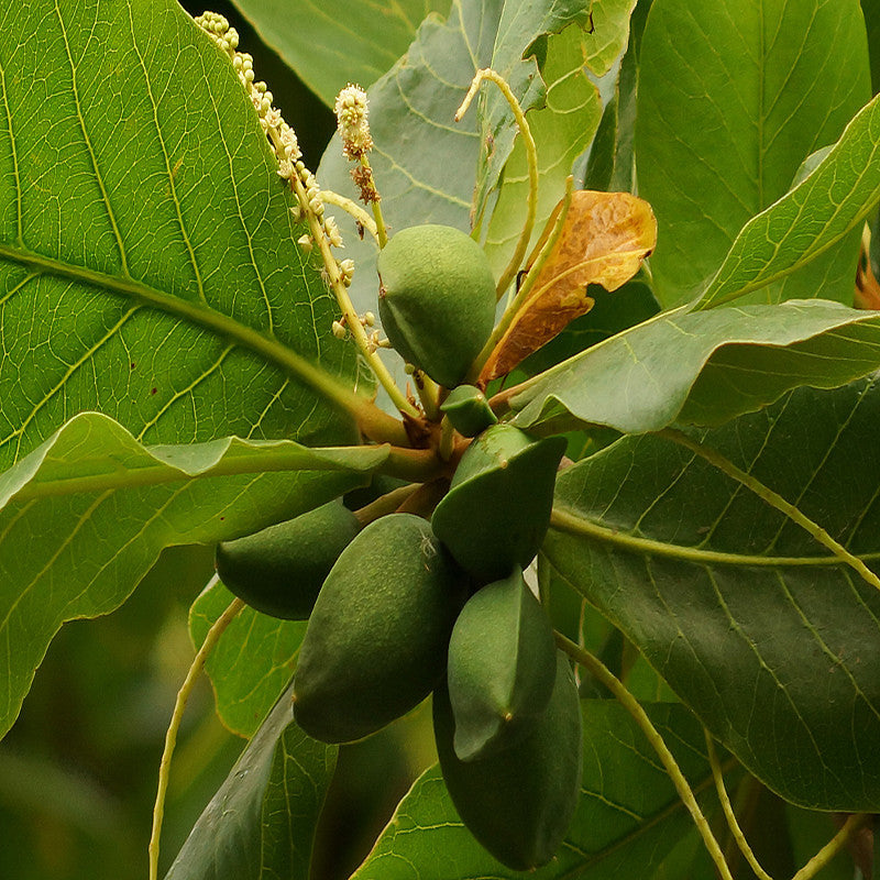 Indian Almond-Avenue Trees– Exotic Flora