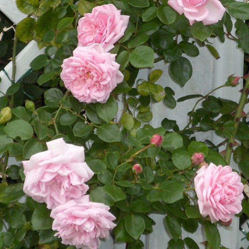 Rosa Crimson Glory Pink - Creepers & Climbers– Exotic Flora
