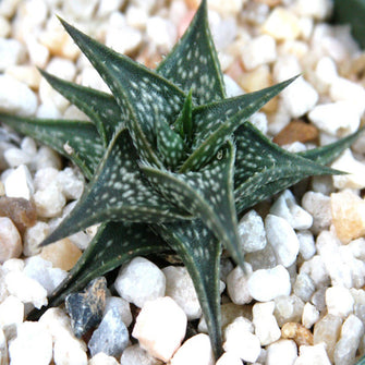 Aloe Descoingsii -Gift Plants - Exotic Flora