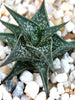 Aloe Descoingsii -Gift Plants - Exotic Flora