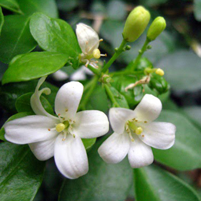 Satin Wood/Madhu Kamini - Flowering Shrubs– Exotic Flora