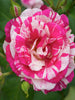 Julio Rose/Osiria Candlestripe Rose - Flowering Plant