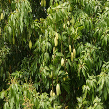 Mango Mallika(Grafted)- Fruit Plants & Tree