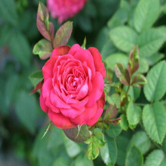 Button Rose Dwarf Pink - Flowering Plants - Exotic Flora