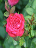 Button Rose Dwarf Pink - Flowering Plants - Exotic Flora