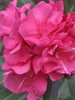 Nerium Red Double - Flowering Shrubs