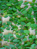 Wall Creeper/Ficus pumila - Creepers & Climbers