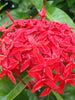 Ixora singapuri-hybrid-red - Flowering Shrubs