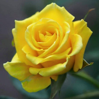 Yellow ROSE - Flowering Plants