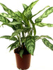 Aglaonema Malay Beauty - Indoor Plants - Exotic Flora
