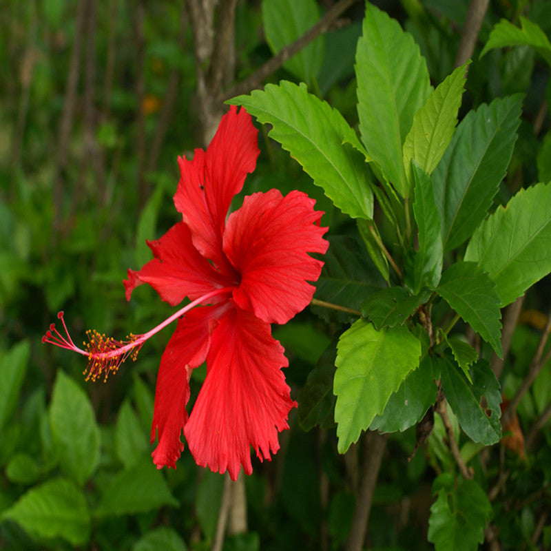 pinion at retfærdiggøre at tiltrække Hibiscus Red Desi - Flowering Plants – Exotic Flora