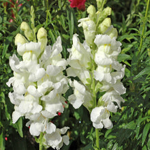 Antirrhinum White- SEASONALS - Exotic Flora