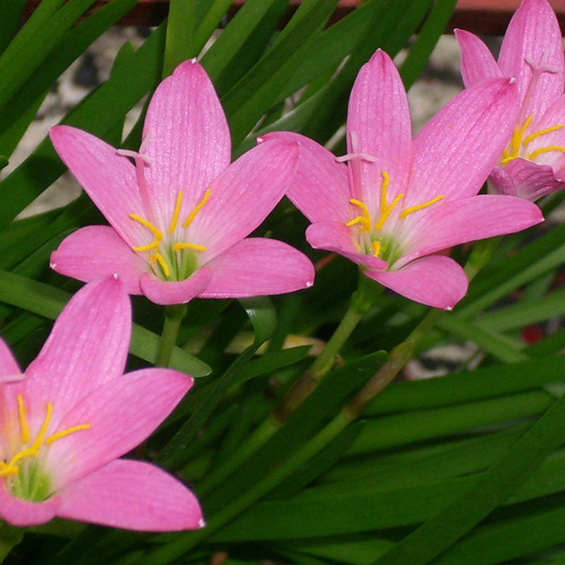 indian lily flower Rain lily Pink- Flowering Plants– Exotic Flora