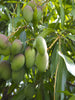 Mango Neelam(Grafted) - Fruit Plants & Tree