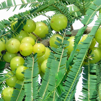 Amla Banaras (Grafted) - Big Size Plants - Exotic Flora