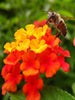 Lantana Red- Flowering Shrubs