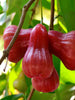 Malay apple- Fruit Plants & Tree