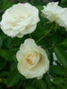 Rose Summer Snow White - Flowering Plants