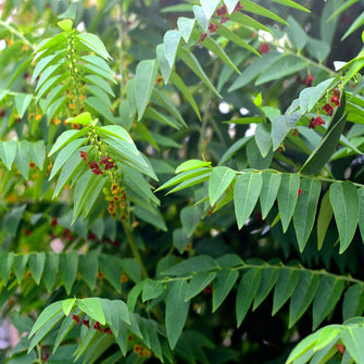 Multivitamin Plant - Herb Plants