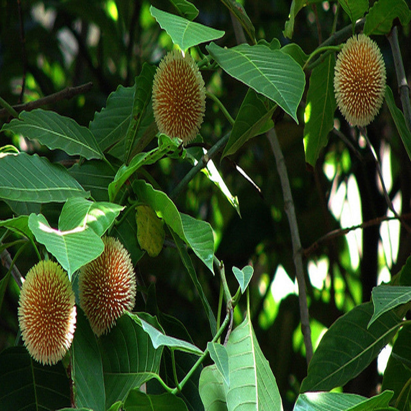 Kadamba / Neolamarckia cadamba - Avenue Trees– Exotic Flora