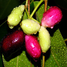 Jambolan Badoli  (Grafted) -Big Size Plants