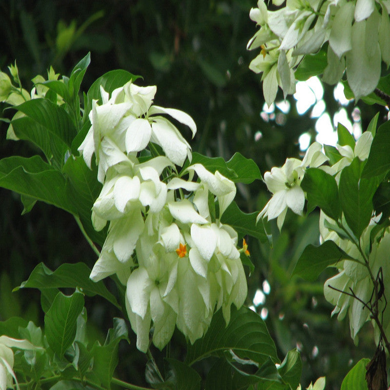 Mussaenda White - Flowering Shrubs– Exotic Flora