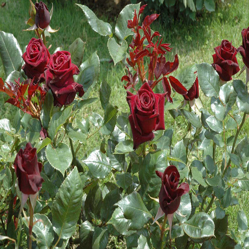 Maroon Rose - Flowering Plants– Exotic Flora