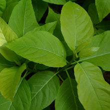 Pisonia Alba- Indoor/Outdoor-Ornamental Plants