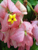 Mussaenda Pink - Flowering Shrubs