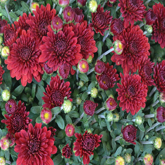 Chrysanthemum Dark Red - SEASONALS - Exotic Flora